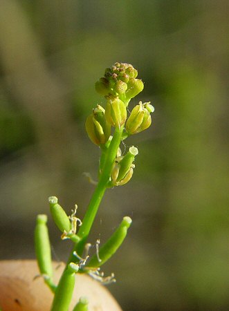 Rorippa_sessiliflora_flowers.jpg