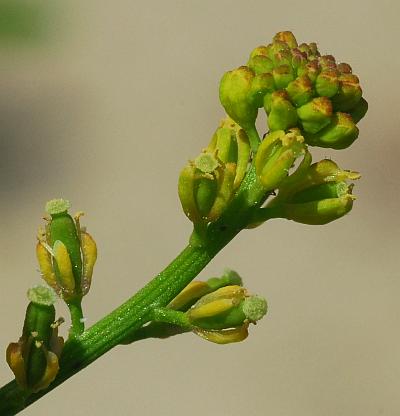 Rorippa_sessiliflora_flowers2.jpg