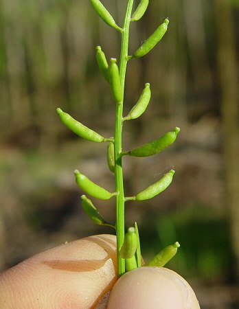 Rorippa_sessiliflora_fruits.jpg