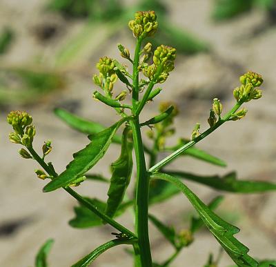 Rorippa_sessiliflora_inflorescence.jpg