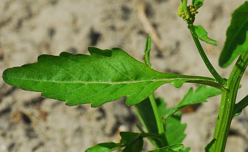 Rorippa_sessiliflora_leaf1.jpg