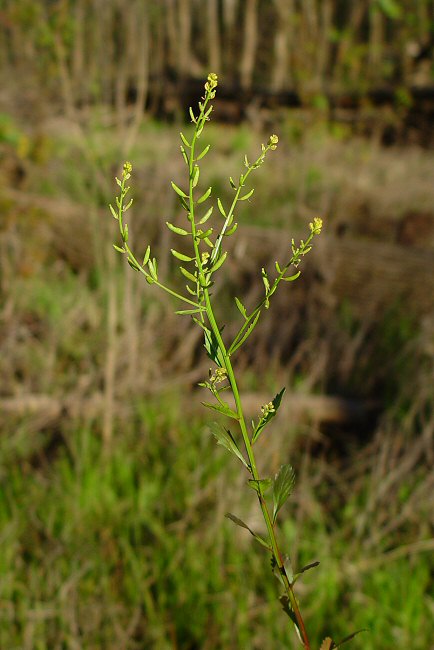 Rorippa_sessiliflora_plant.jpg