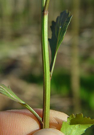 Rorippa_sessiliflora_stem.jpg