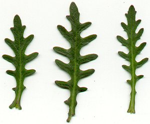 Rorippa_sinuata_leaves.jpg