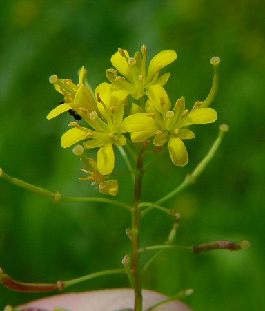 Rorippa_sylvestris_flowers.jpg