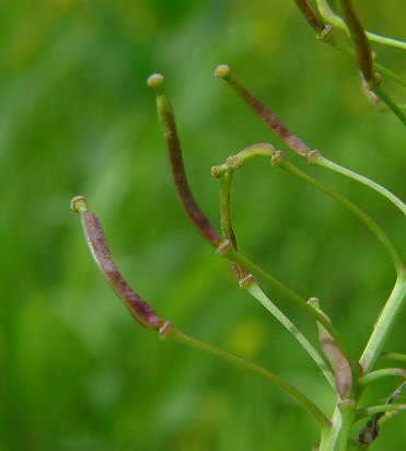 Rorippa_sylvestris_fruits.jpg