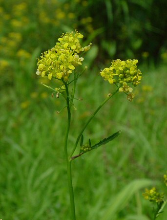 Rorippa_sylvestris_inflorescence.jpg