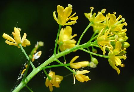 Rorippa_sylvestris_inflorescence1.jpg