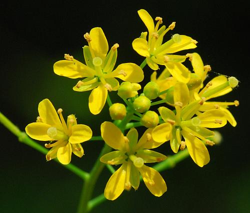 Rorippa_sylvestris_inflorescence2.jpg