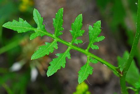 Rorippa_sylvestris_leaf1.jpg