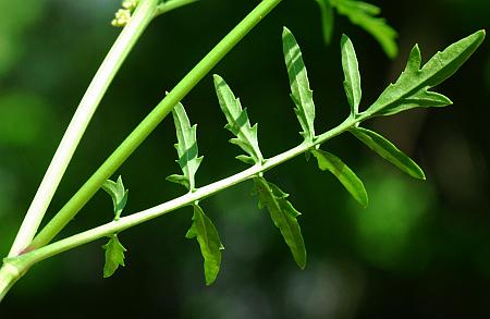 Rorippa_sylvestris_leaf2.jpg