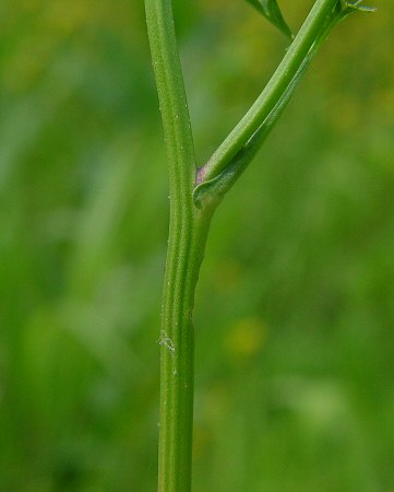 Rorippa_sylvestris_stem.jpg