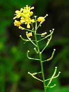 Rorippa sylvestris thumbnail