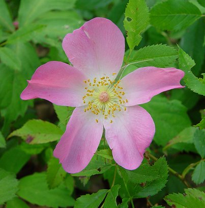 Rosa_carolina_flower.jpg