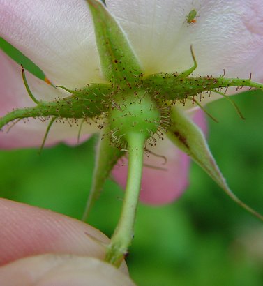 Rosa_carolina_hypanthium.jpg