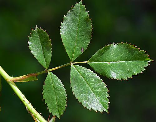 Rosa_carolina_leaf1.jpg