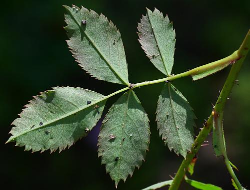 Rosa_carolina_leaf2.jpg