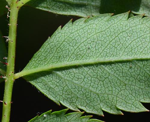 Rosa_carolina_leaf2a.jpg