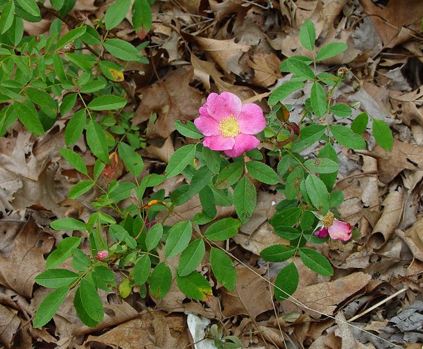 Rosa_carolina_plant.jpg