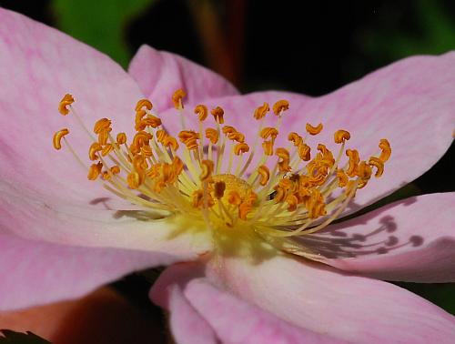 Rosa_carolina_stamens.jpg