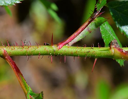 Rosa_carolina_stem.jpg