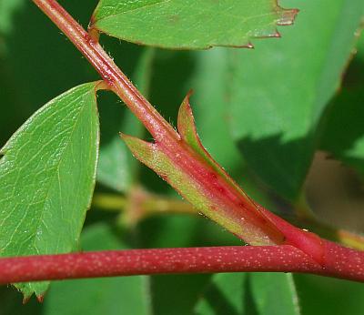 Rosa_carolina_stipule.jpg