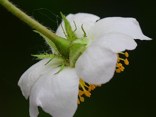 Rosa_multiflora_calyx.jpg