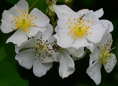 Rosa_multiflora_corollas.jpg