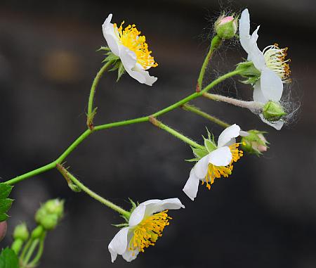 Rosa_multiflora_inflorescence.jpg