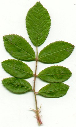 Rosa_multiflora_leaf.jpg