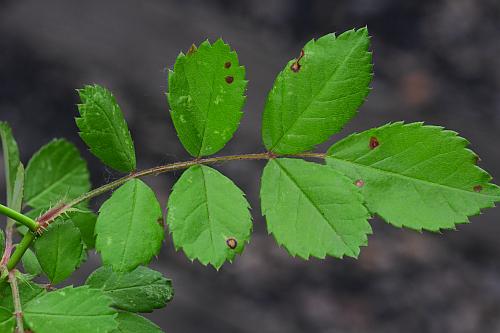 Rosa_multiflora_leaf1.jpg