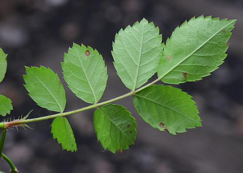 Rosa_multiflora_leaf2.jpg