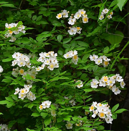 Rosa_multiflora_plant.jpg