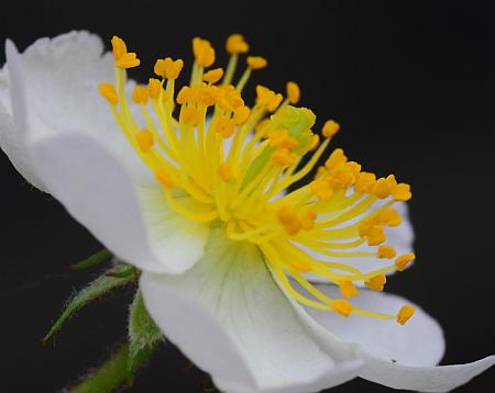 Rosa_multiflora_stamens.jpg