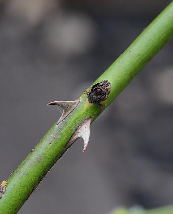 Rosa_multiflora_stem.jpg