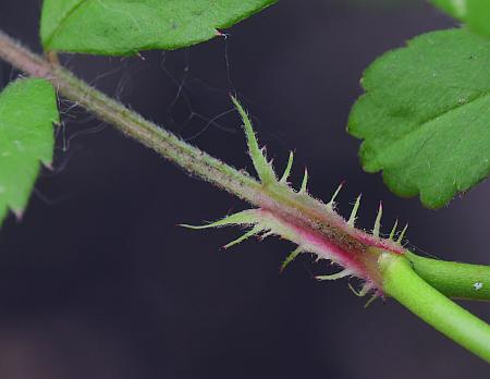 Rosa_multiflora_stipule.jpg