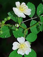 Rosa multiflora thumbnail