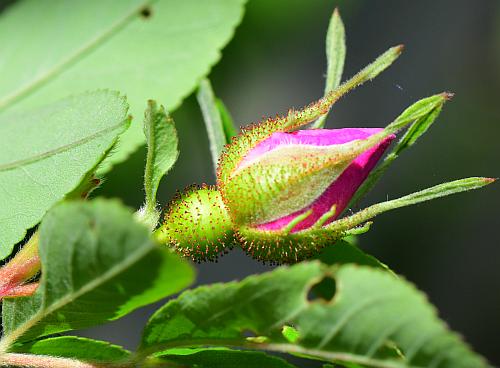 Rosa_palustris_bud.jpg