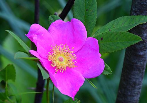 Rosa_palustris_corolla.jpg