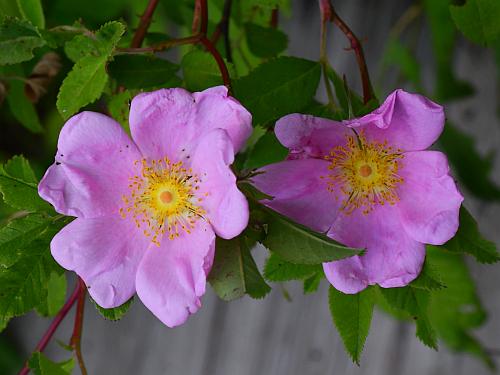 Rosa_palustris_corollas.jpg