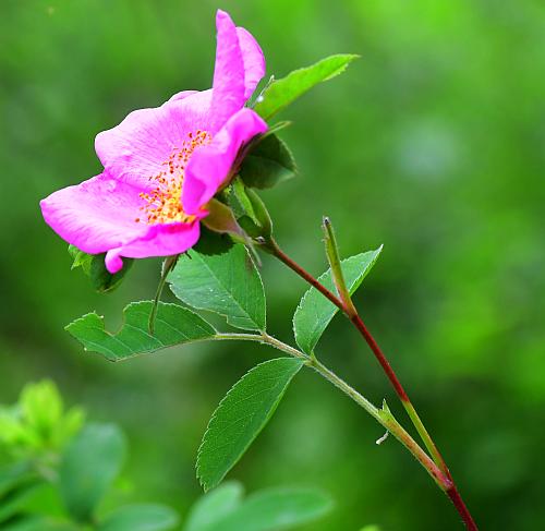 Rosa_palustris_inflorescence.jpg