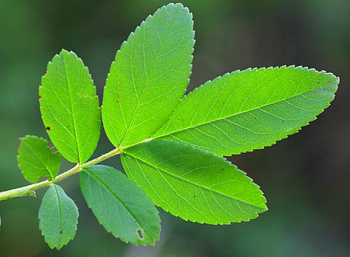 Rosa_palustris_leaf1.jpg