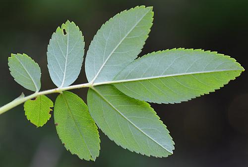 Rosa_palustris_leaf2.jpg