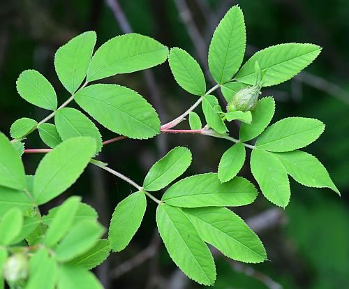 Rosa_palustris_leaves1.jpg