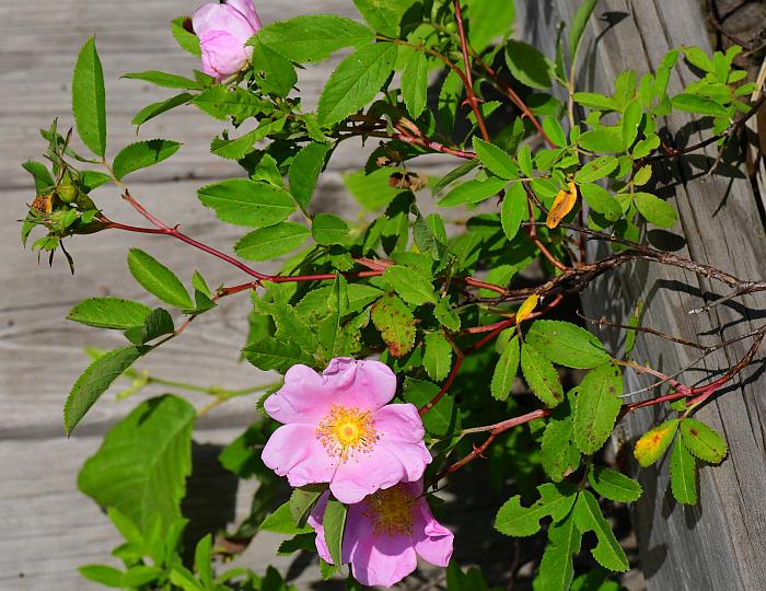 Rosa_palustris_plant.jpg