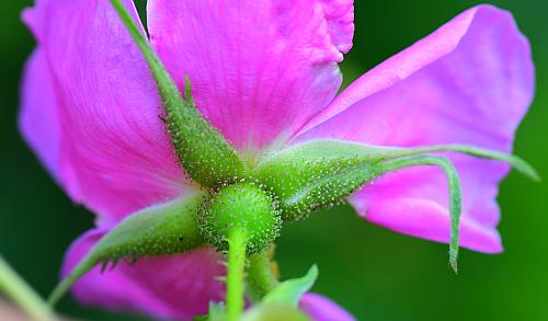 Rosa_palustris_sepals.jpg