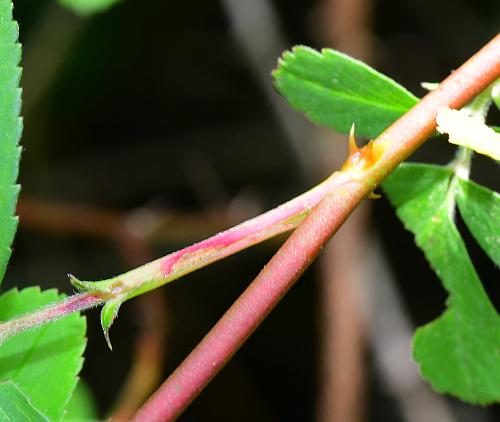 Rosa_palustris_stipule.jpg