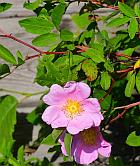 Rosa palustris thumbnail