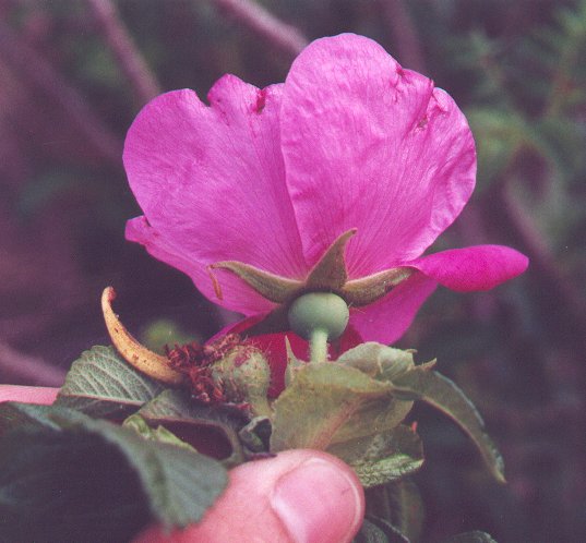 Rosa_rugosa_hypanthium.jpg