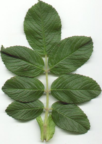 Rosa_rugosa_leaf.jpg